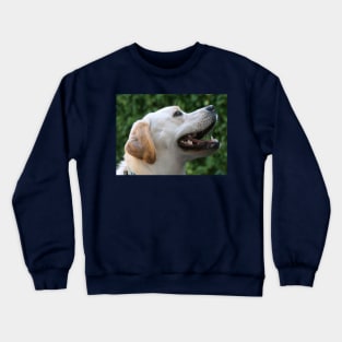 Yellow Lab Crewneck Sweatshirt